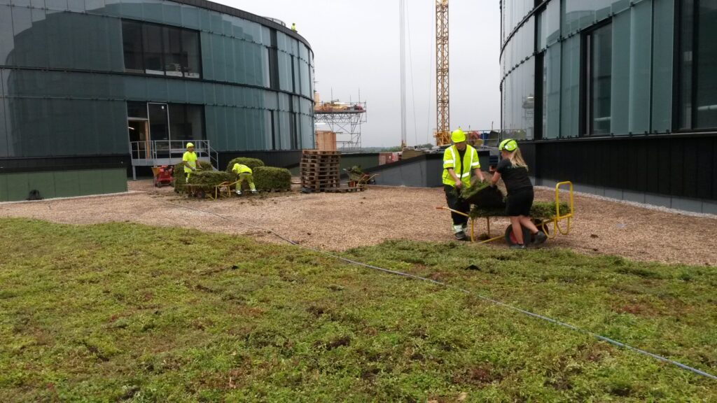 Grønne Taghave forberedelse